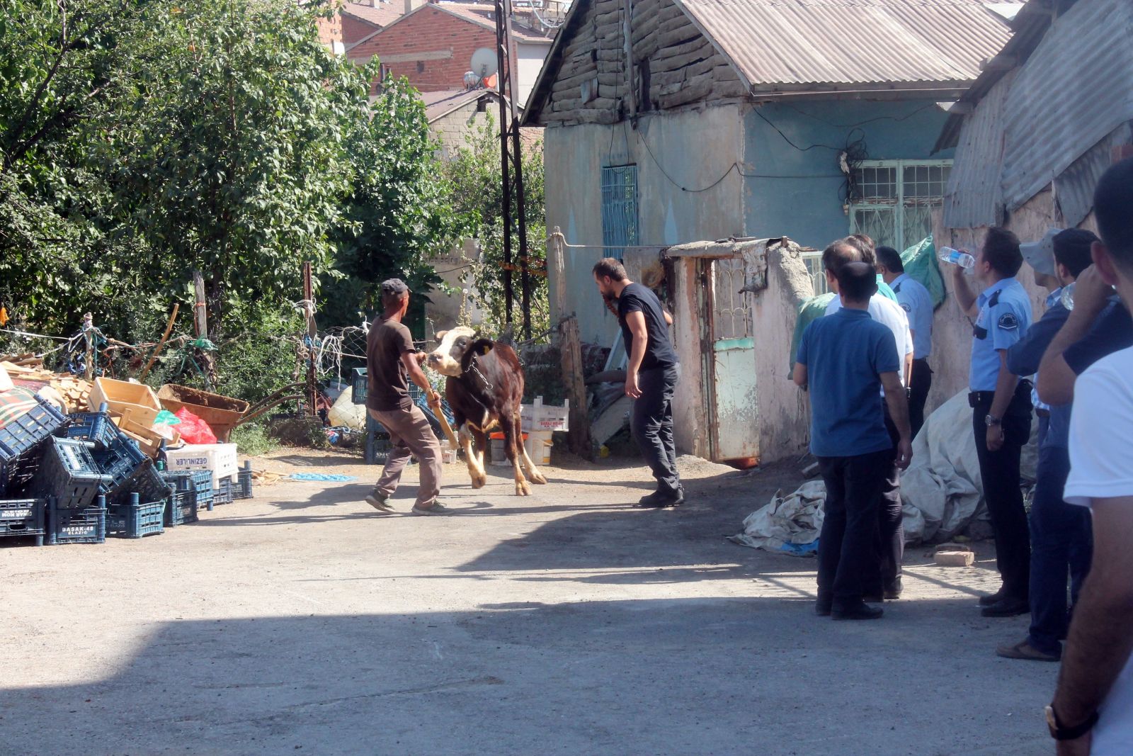 Hem kendisi, hem boğası asabi çıktı!