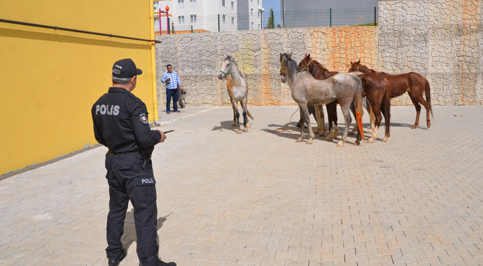 Firari atlar trafiği birbirine kattı