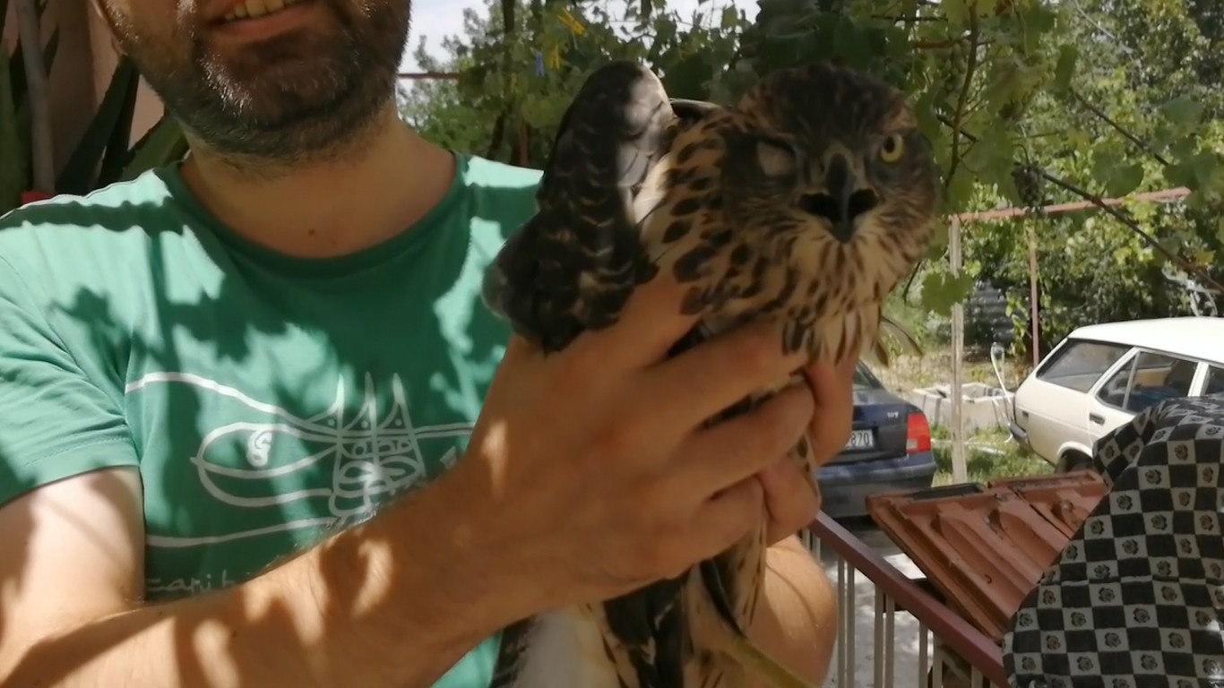 Kahvaltı yaparken fark ettiler, birden cama çarptı, balkona gittiklerinde yaralı halde buldular