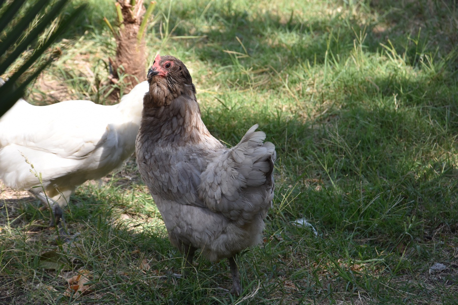 Bu tavuğun yumurtalarını görenler hayrete düşüyor!