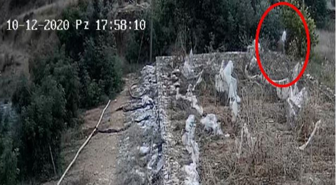 2 bin 500 TL değerinde avokado çalan iki kardeş yakalandı