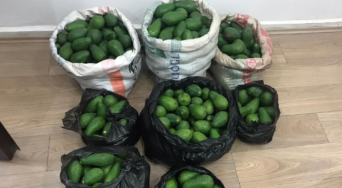 2 bin 500 TL değerinde avokado çalan iki kardeş yakalandı