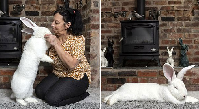 Tavşan azmanı! Kafese sığmadı, özel odasında yaşıyor