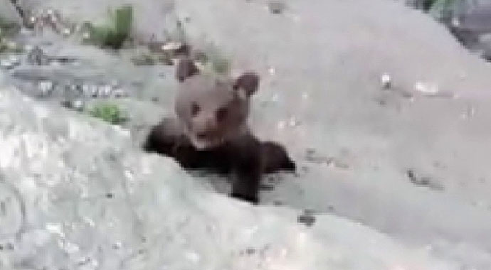 Yavru ayıyla fotoğraf çektirdikten sonra doğaya bıraktılar