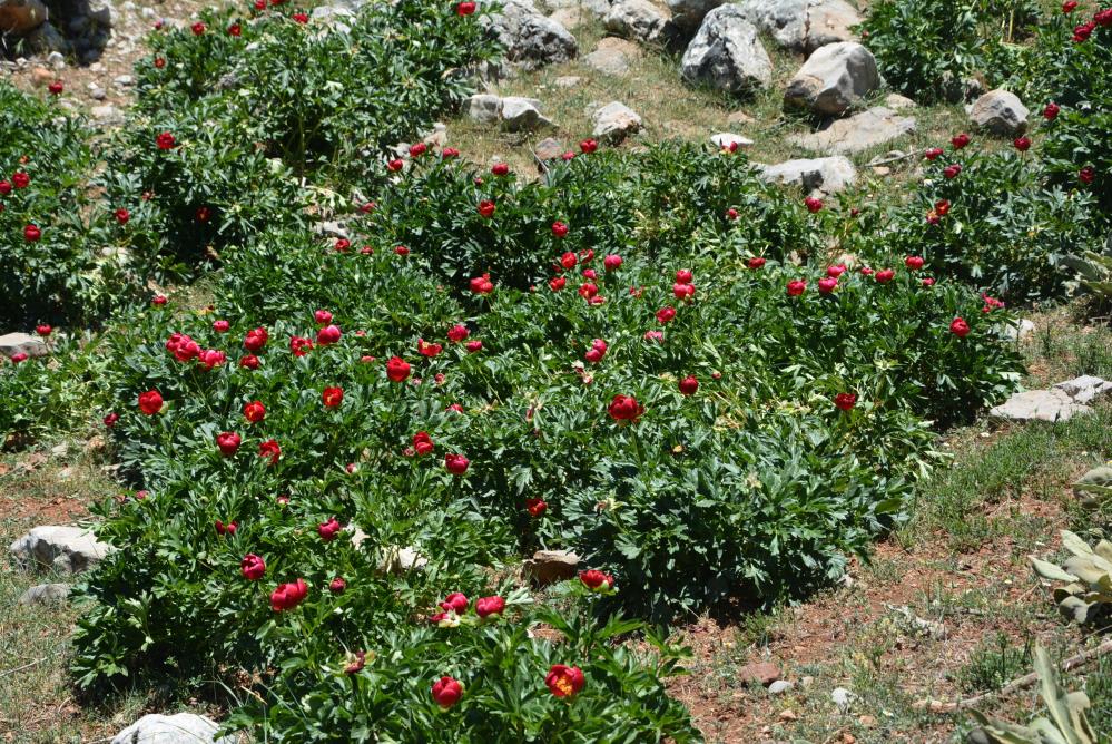 Ayı gülünü koparmanın faturası ağır: 80 bin 465 lira ceza veriliyor