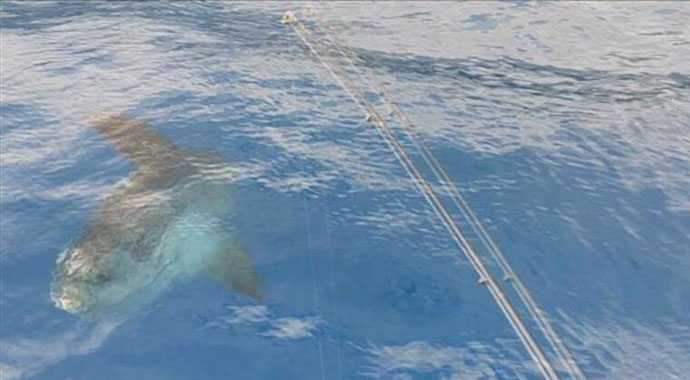 Yer:Antalya! İlk defa görüntülendi