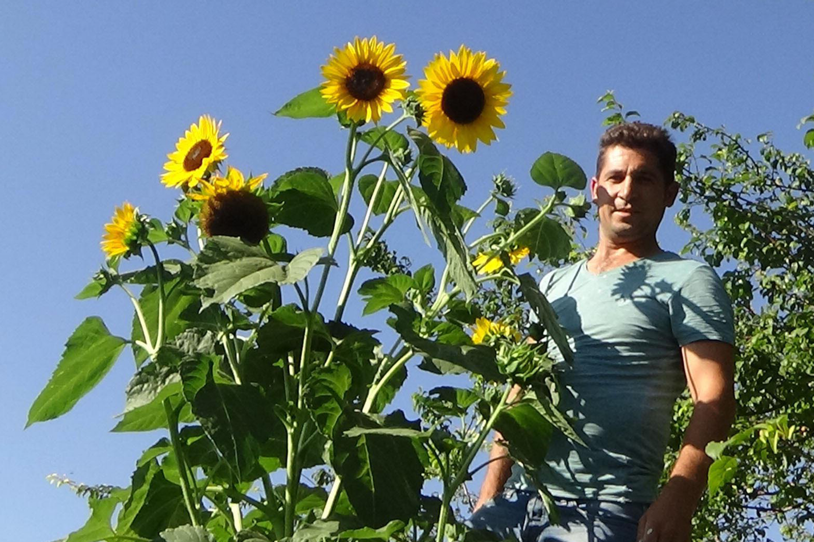 Dört metrelik ayçiçek