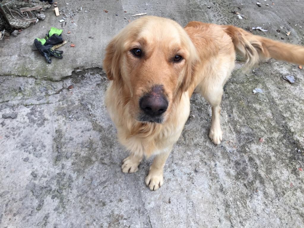 1 aydır sahibini bırakıldığı yerde bekliyor