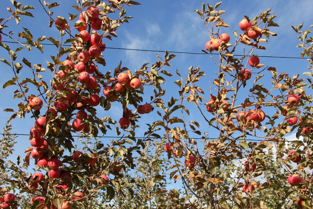 'Ay yıldızlı' elmalara talep çokluğu