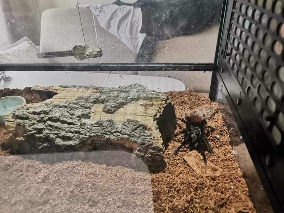 Bir eve düzenlenen operasyonda Mısır yılanı ve trantula ele geçirildi