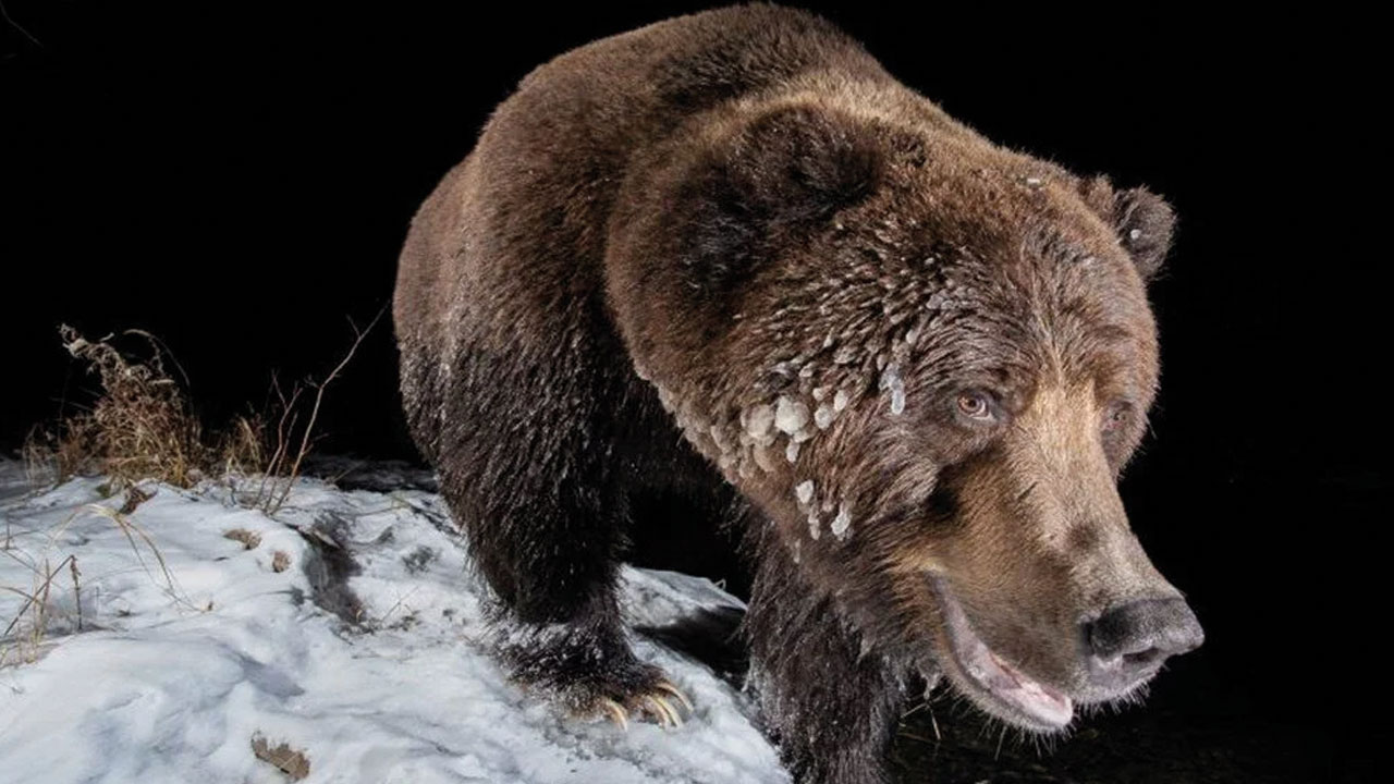 2022'nin en iyi doğa fotoğrafları belli oldu