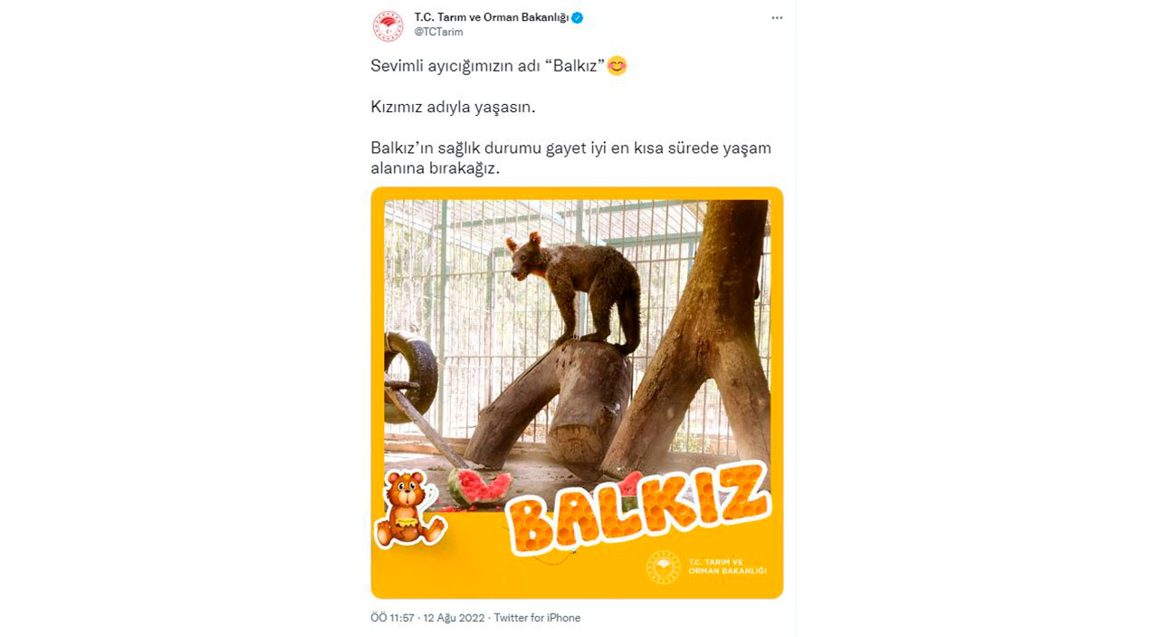 Balı fazla kaçıran ayının adı belli oldu