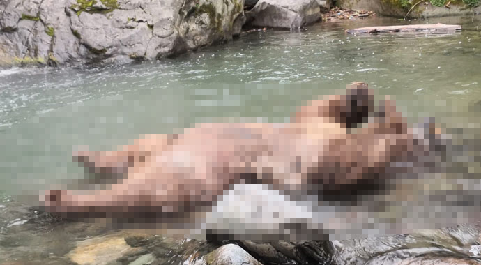 Pikniğe giden vatandaşlar, gördü! Derede ölü bulundu