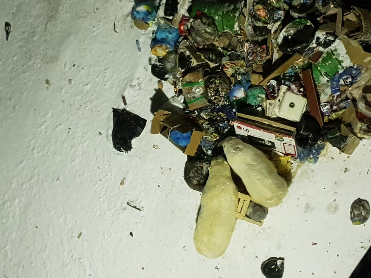 Rusya'da kutup ayıları şehre indi, acil durum ilan edildi