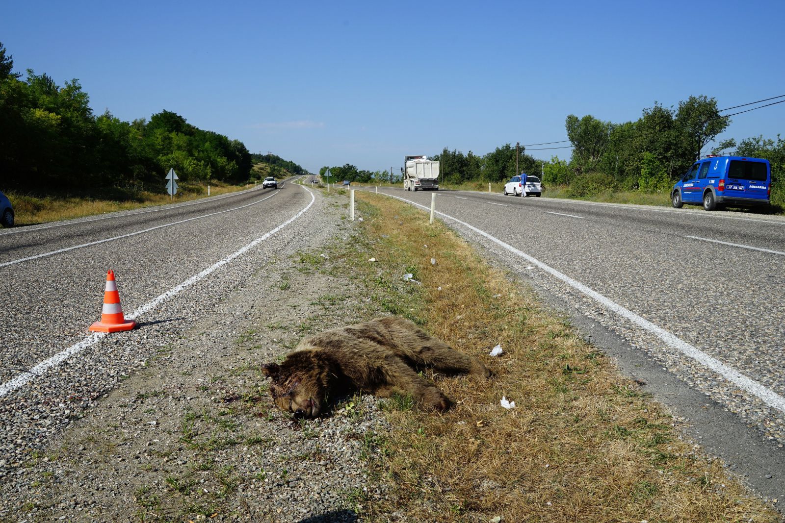 Aracın çarptığı ayı telef oldu