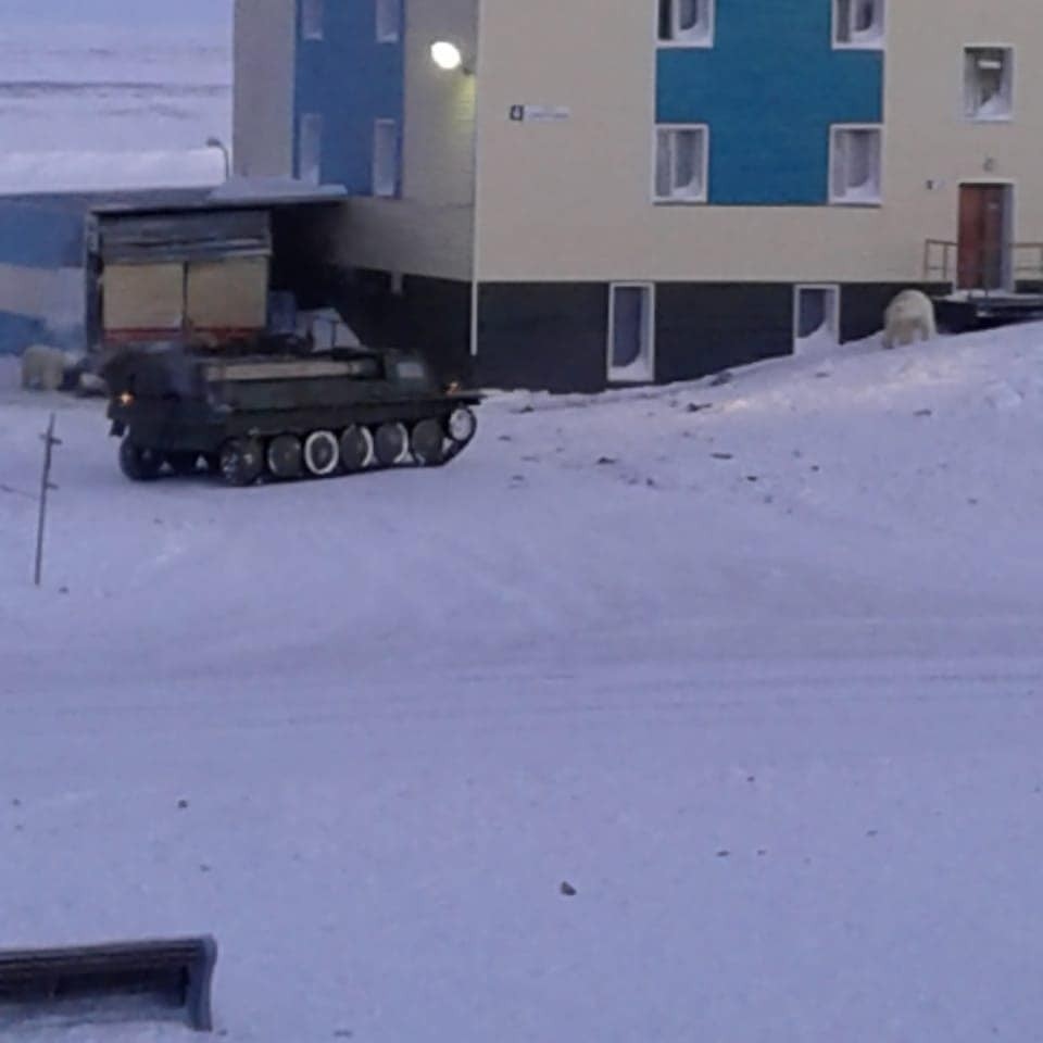 Rusya'da kutup ayıları şehre indi, acil durum ilan edildi