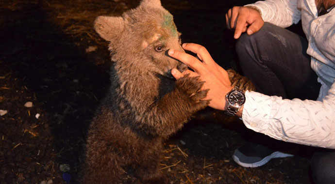 Sevimli ayı ‘Yogi’ Bursa yolcusu