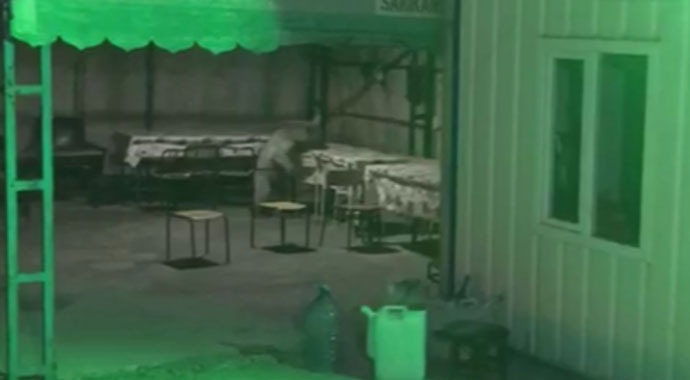 Sarıkamış’ta ayı inşaat bekçisini çıldırttı