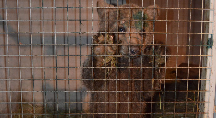 Sevimli ayı ‘Yogi’ Bursa yolcusu