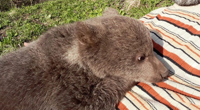 Sevimli ayı ‘Yogi’ Bursa yolcusu