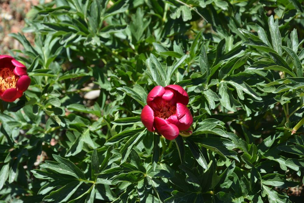 Ayı gülünü koparmanın faturası ağır: 80 bin 465 lira ceza veriliyor