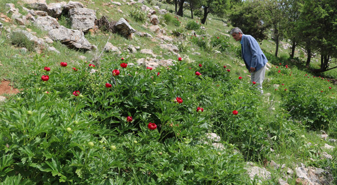 ‘Ayı Gülü’nü koparana 60 bin 163 lira ceza