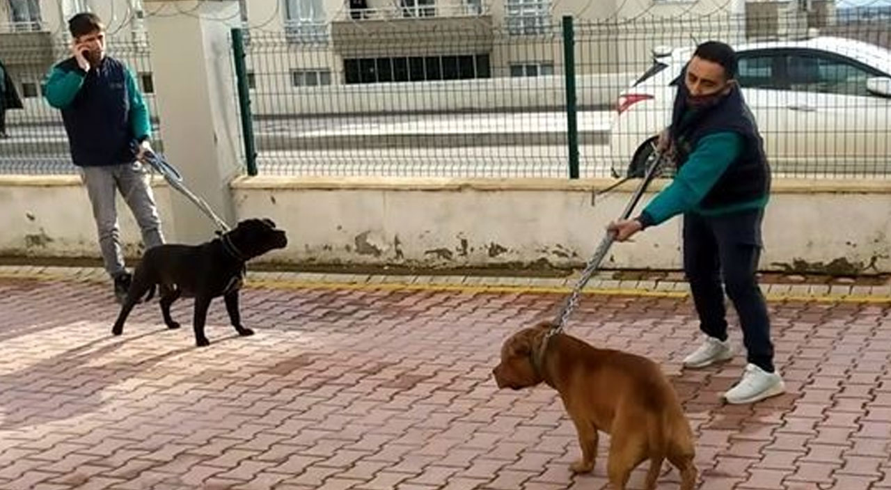 Gaziantep’te pitbulların saldırısına uğrayan küçük kızın hayati tehlikesi sürüyor