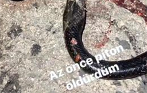 'Az önce piton öldürdüm' mesajı başına iş açtı