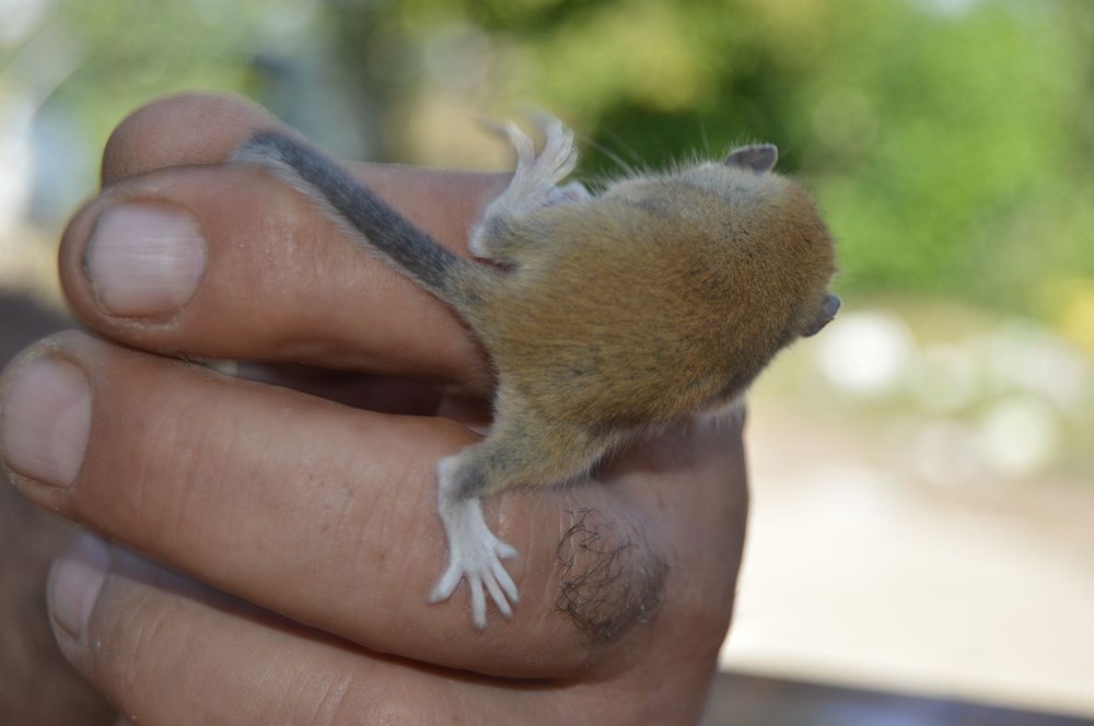 Afyonkarahisar'da görüldü, nesli tehlike altında