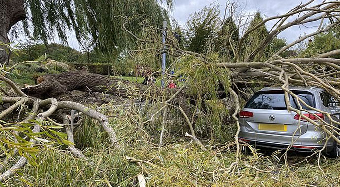 Arabanın üzerine ağaç devrildi, sürücü kıl payı kurtuldu