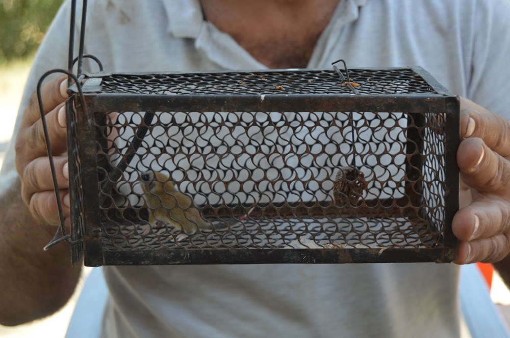 Afyonkarahisar'da görüldü, nesli tehlike altında