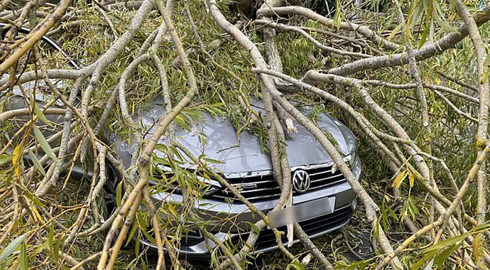 Arabanın üzerine ağaç devrildi, sürücü kıl payı kurtuldu