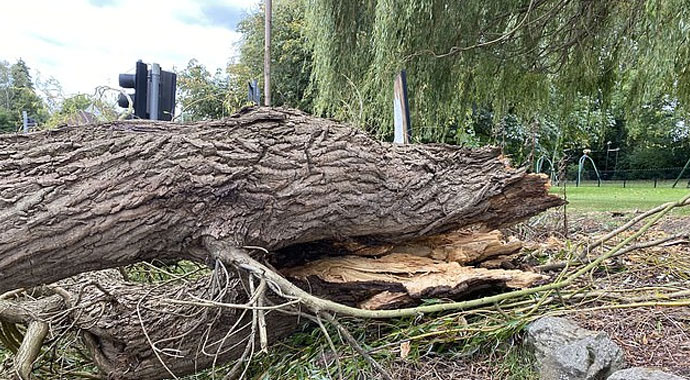 Arabanın üzerine ağaç devrildi, sürücü kıl payı kurtuldu