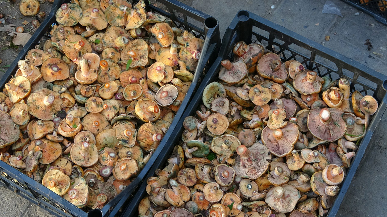 Dağlardan binbir emekle getiriyorlar! 40 günde 30 bin lira kazandırıyor