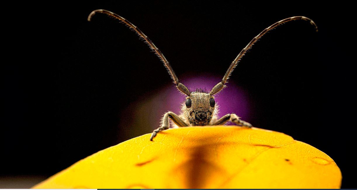 Hiç bu kadar yakından görmemiştiniz