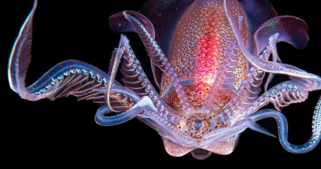 Hiç bu kadar yakından görmemiştiniz