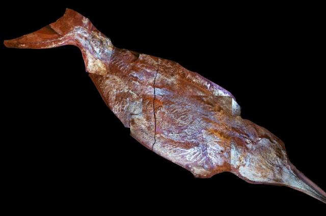 Bilim adamlarından tarihi keşif! Kazıdan dünyanın en büyük canlısı çıktı