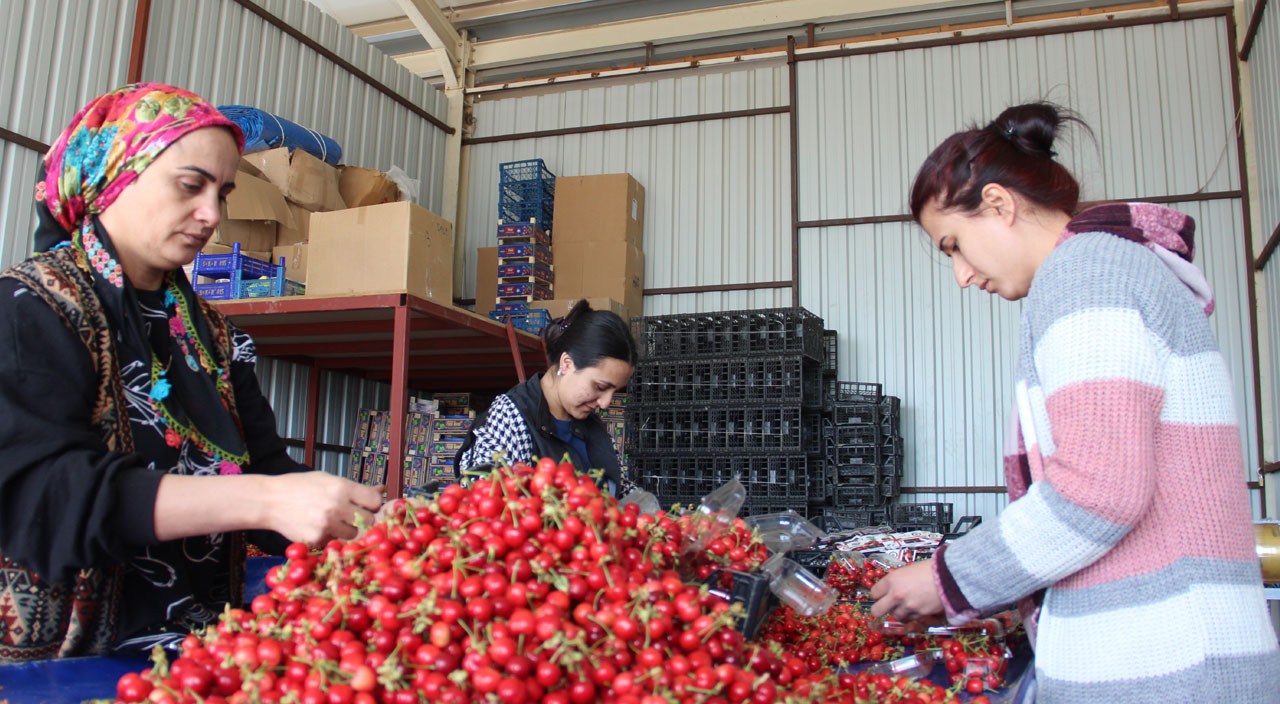 Kirazın 700 liradan 40 liraya düştü! 10 gün sonra 10 TL’ye kadar gerilemesi bekleniyor