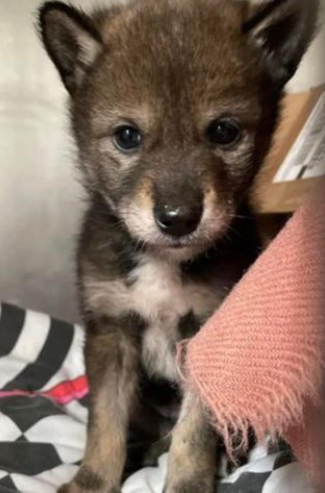 Yolda görüp eve götürdüler! Köpek sandıkları hayvan yavru çakal çıktı