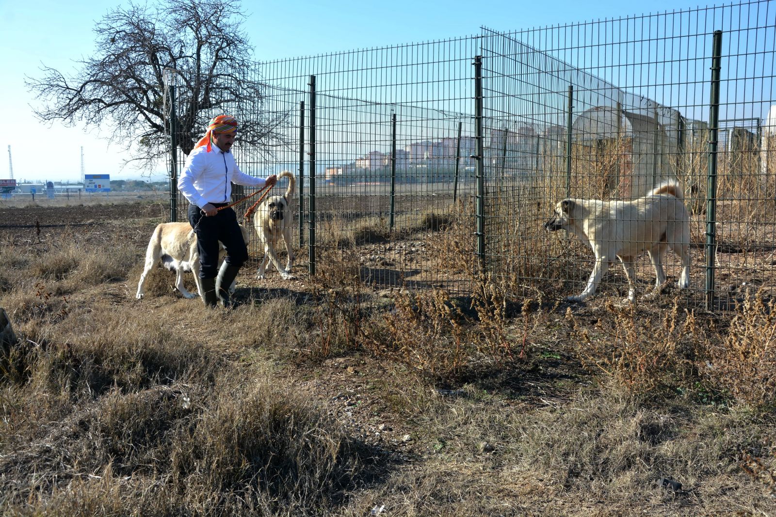 Türkiye'deki tüm sınır karakollarına bu köpeker verilecek