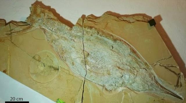 Bilim adamlarından tarihi keşif! Kazıdan dünyanın en büyük canlısı çıktı