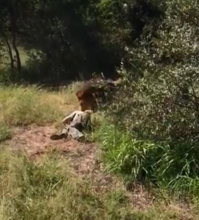 Bekçinin merakı canından ediyordu! Aslan kafesinde yaşadığı olay korkunç