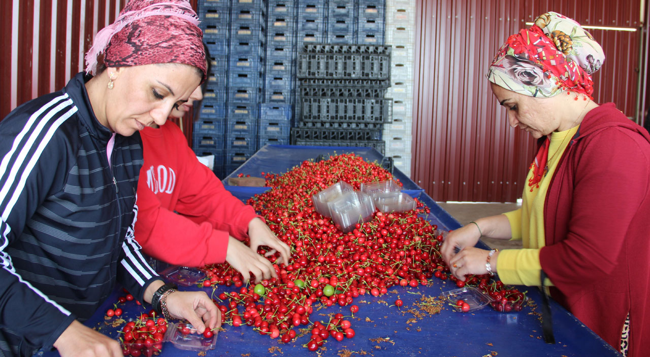 Kirazın 700 liradan 40 liraya düştü! 10 gün sonra 10 TL’ye kadar gerilemesi bekleniyor
