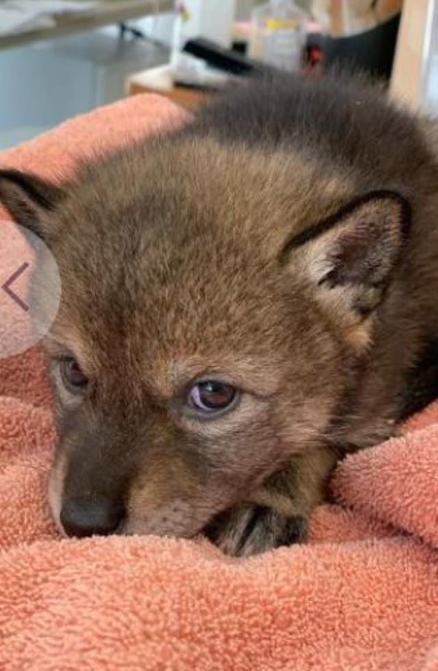 Yolda görüp eve götürdüler! Köpek sandıkları hayvan yavru çakal çıktı