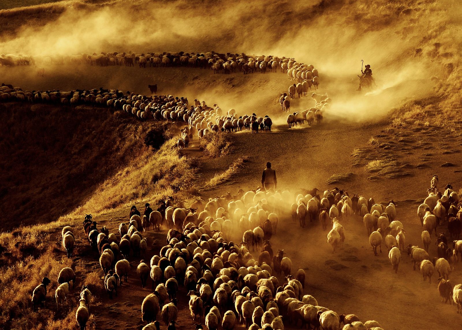 Sürülerin tozlu yolculuğu