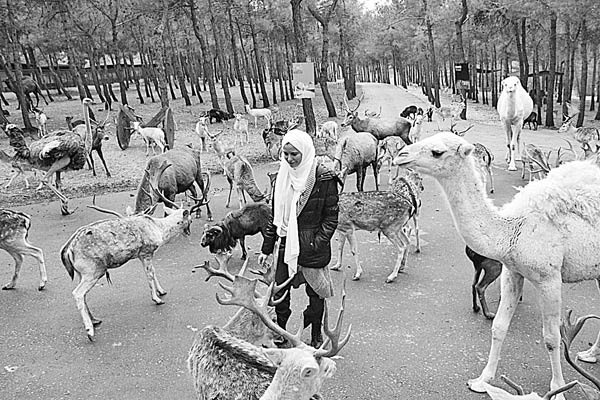 Dünyanın öbür ucundan gelip Türkiye'de evlenen eğitmenler SEVİMLİ FOKLARA anne-baba oldular!