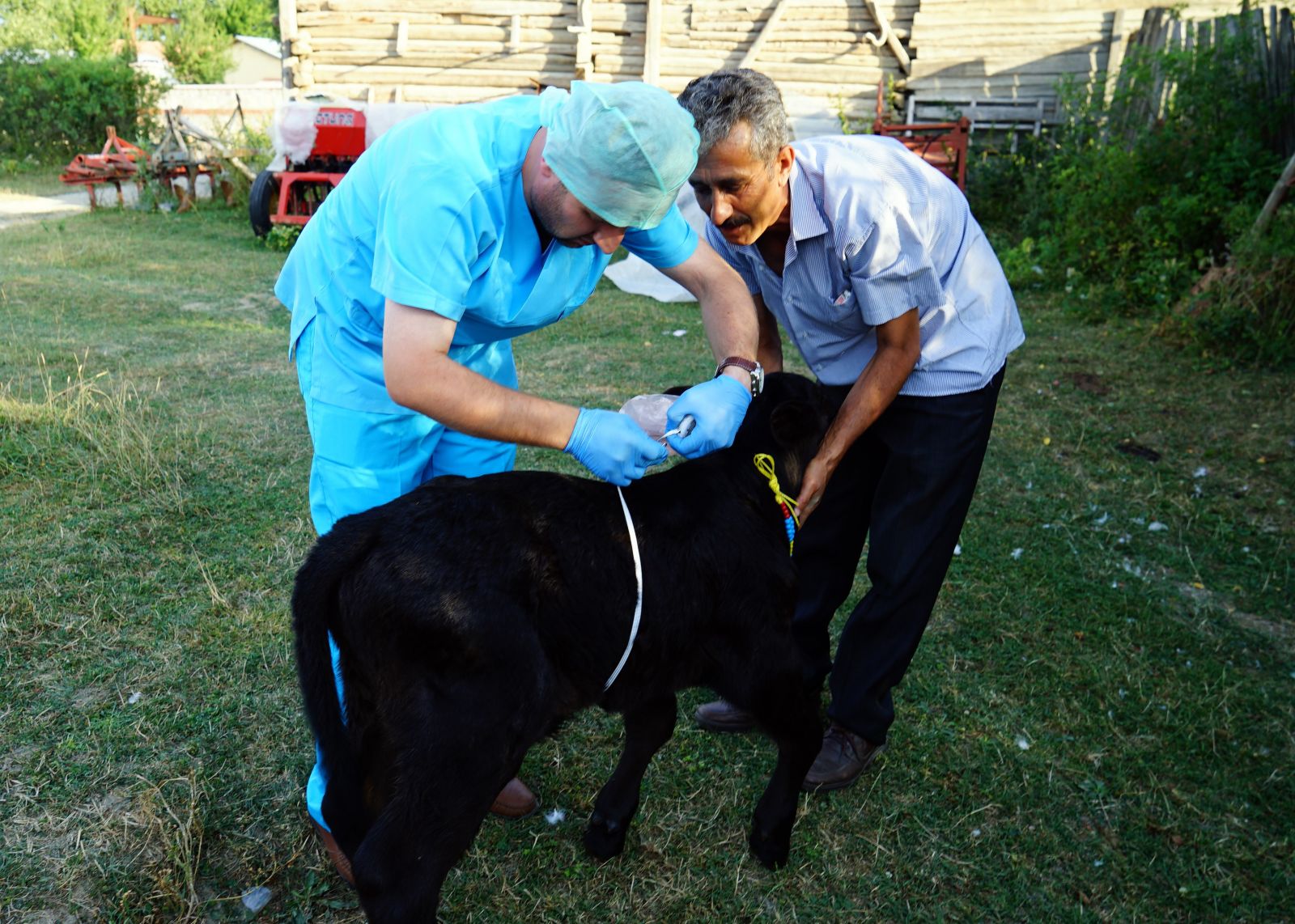 109 kilo ağırlığında doğan buzağı görenleri şaşırttı