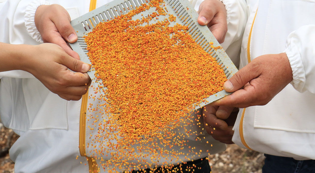 100 gramı bir günde toplanıyor, kilosu 400 liradan satılıyor