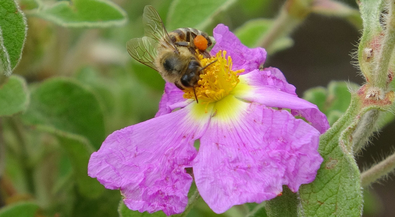 100 gramı bir günde toplanıyor, kilosu 400 liradan satılıyor