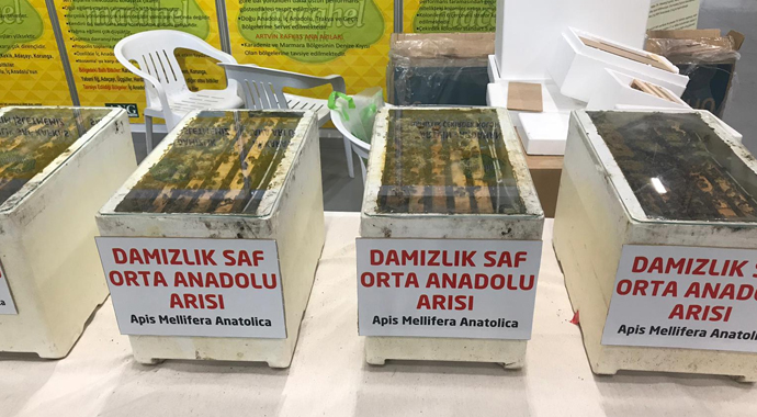 Türkiye'nin yıllık bal üretimi 110 bin ton